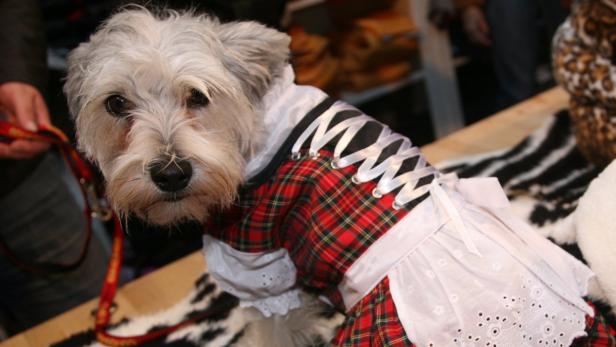 Ein kleiner Hund trägt ein rot kariertes Dirndl mit weißer Schürze.