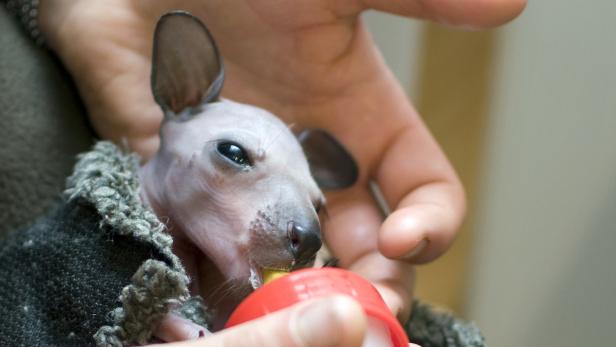 Ein nacktes Rattenbaby wird mit einer kleinen Flasche gefüttert.