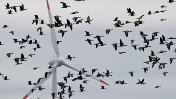 Zehn Fakten zur Windkraft