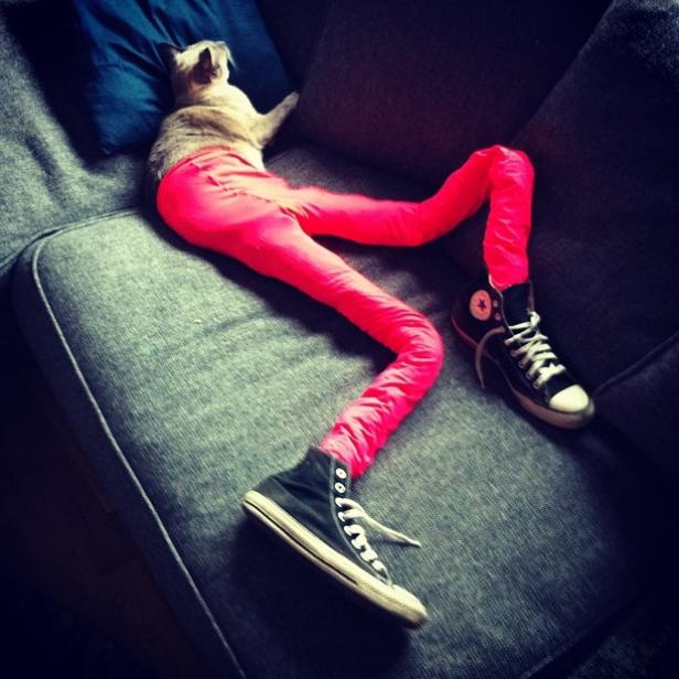 Eine Katze liegt auf einem Sofa, bekleidet mit pinkfarbenen Leggings und Turnschuhen.