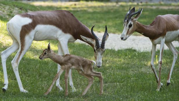 Eine Dama Gazelle mit ihrem Jungtier und einer weiteren Gazelle im Gras.