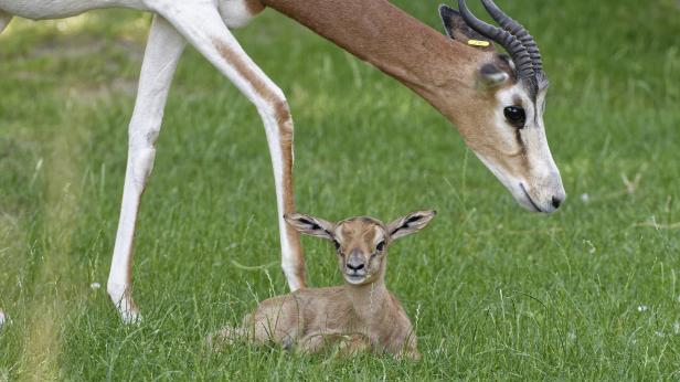Eine junge Gazelle liegt im Gras, während ein erwachsenes Tier über sie wacht.