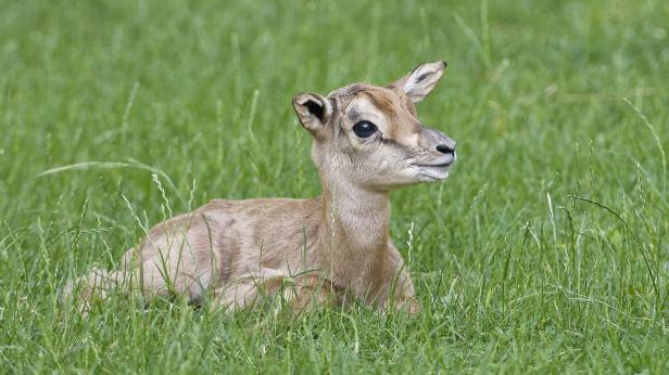 Ein junges Gazellenkalb liegt im grünen Gras.