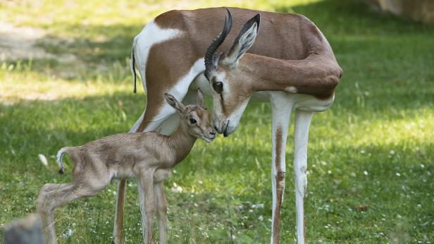 Eine Damagazelle mit ihrem Jungtier auf einer grünen Wiese.