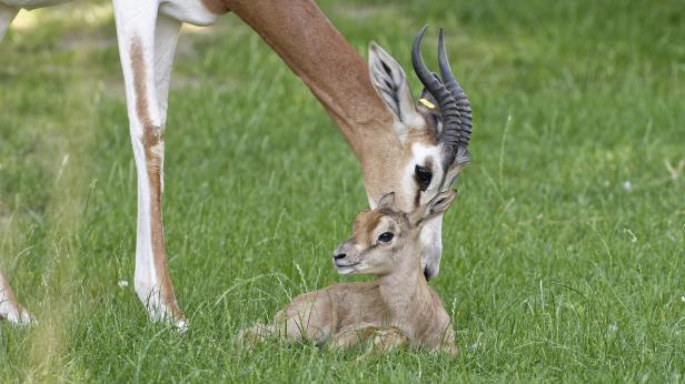 Eine Gazelle schützt ihr Junges im grünen Gras.