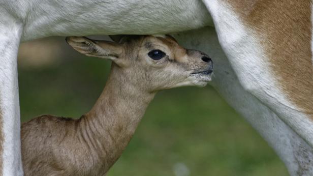 Ein junges Gazellenkalb sucht Schutz unter dem Bauch seiner Mutter.
