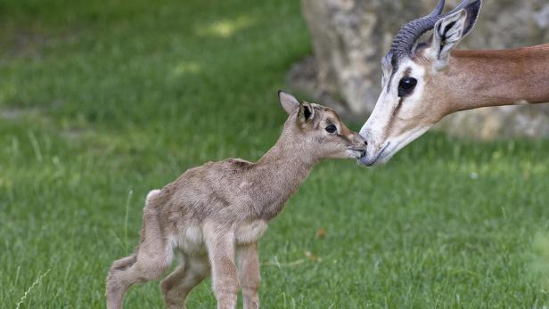 Ein junges Dama-Gazellenkalb berührt die Nase seiner Mutter.