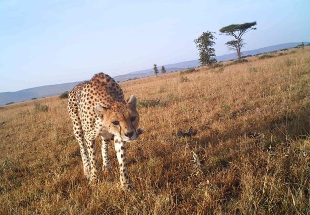 Witzige Selfies aus der Serengeti