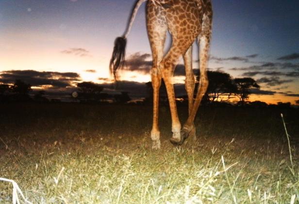 Witzige Selfies aus der Serengeti