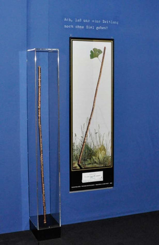 Eine Ausstellung mit einem Stock in einem Glaskasten und einem gerahmten Bild eines Stocks mit Blatt.