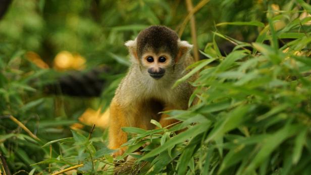 Ein Totenkopfaffe sitzt zwischen grünen Blättern.