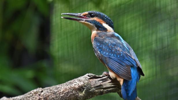 Ein Eisvogel sitzt auf einem Ast.