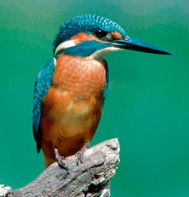 Ein Eisvogel sitzt auf einem Ast.