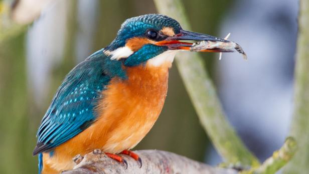 Ein Eisvogel sitzt auf einem Ast und hält einen Fisch im Schnabel.