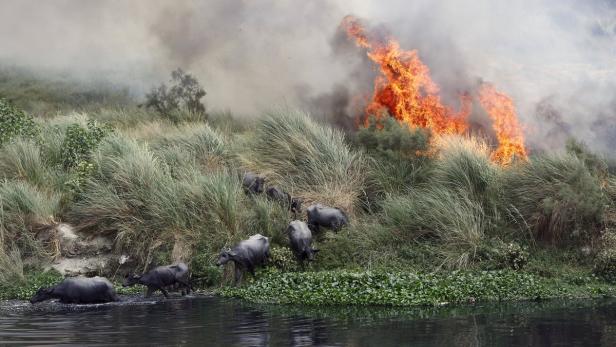 Eine Gruppe Wasserbüffel steht in einem Fluss, während im Hintergrund ein Feuer brennt.