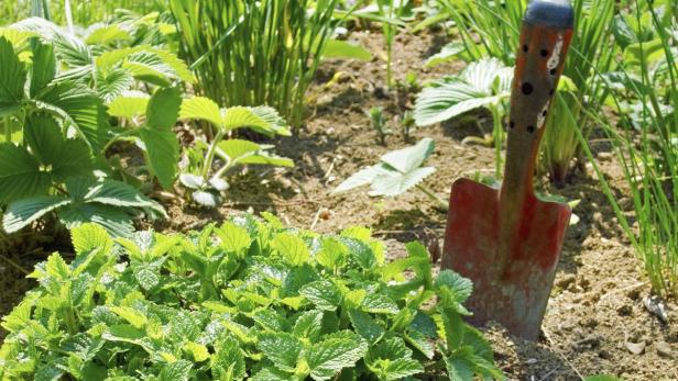 So funktioniert die Vermehrung im Kräutergarten