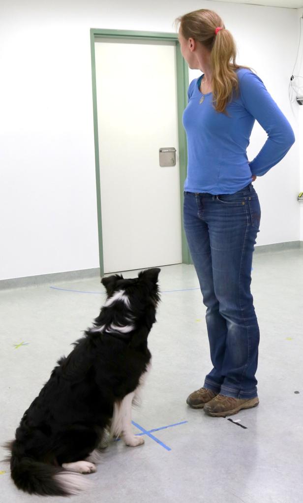 Lisa Wallis mit Border Collie im Clever Dog Lab / …