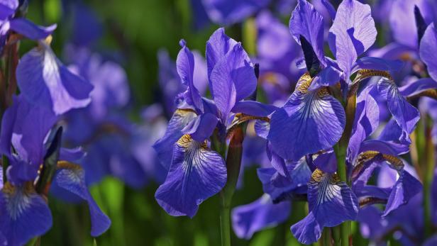 Originell: Gemälde als Vorlage für den eigenen Garten