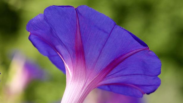 Originell: Gemälde als Vorlage für den eigenen Garten