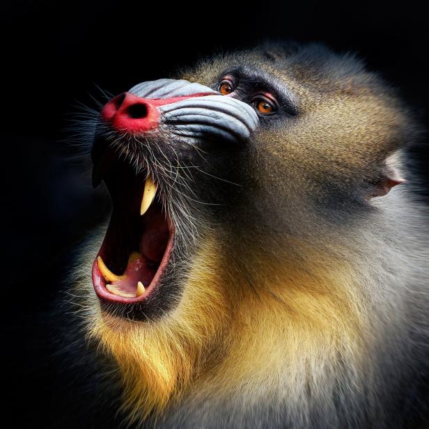 Ein Mandrill öffnet sein Maul und zeigt seine Zähne.