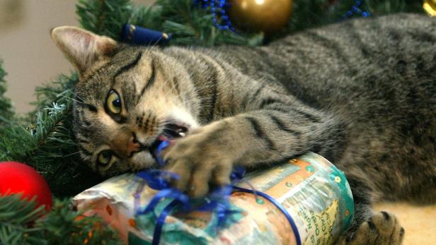 Eine getigerte Katze liegt auf einem Geschenk und spielt mit dem blauen Band.
