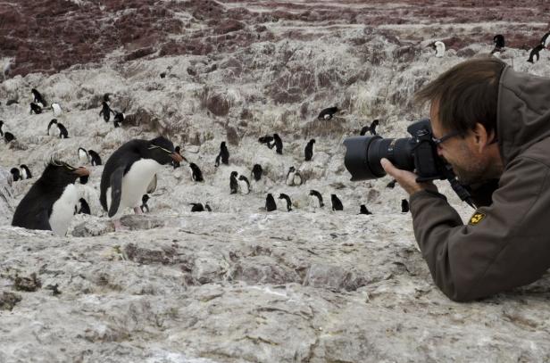 Ein Fotograf fotografiert eine Gruppe von Felsenpinguinen.