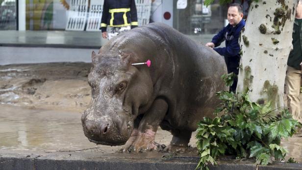 Ein Nilpferd steht inmitten einer schlammigen Überschwemmung in einer städtischen Umgebung.