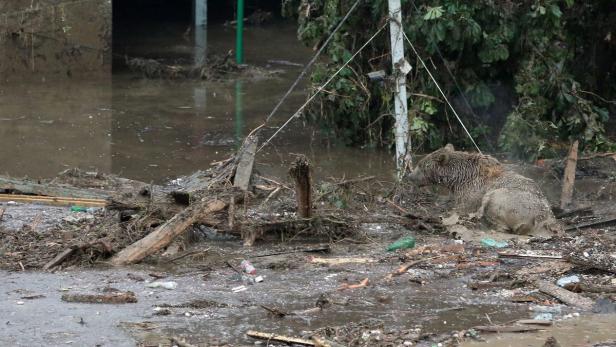 Ein Bär sitzt schmutzig inmitten von Trümmern und Hochwasser.