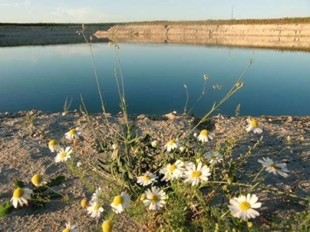Gänseblümchen wachsen am Ufer eines ruhigen Sees.