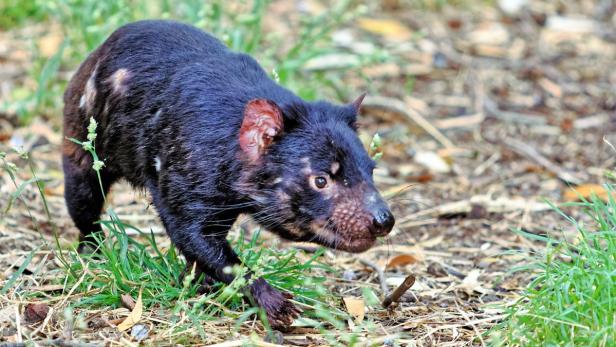 Tasmanien: Alleine mit Teufeln, Wombats und Schnabeltieren