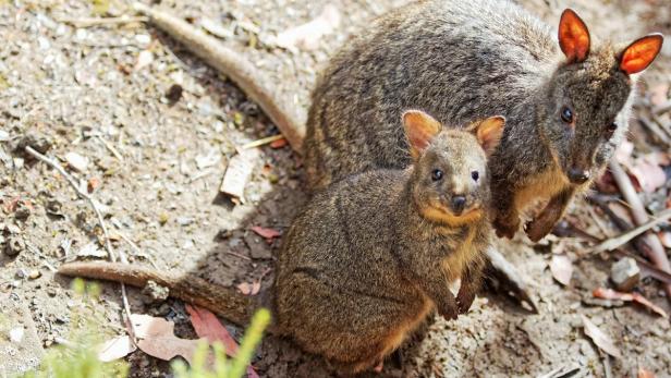 Tasmanien: Alleine mit Teufeln, Wombats und Schnabeltieren