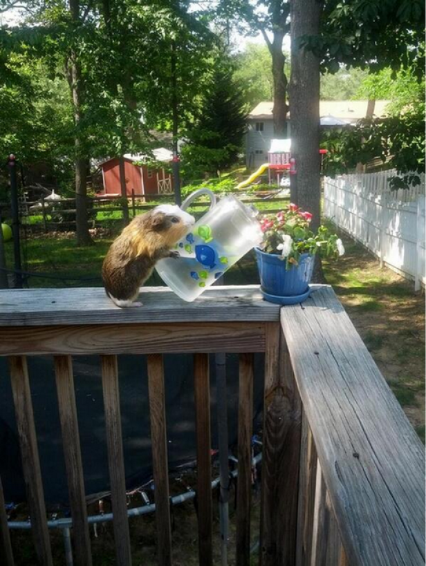 Ein Murmeltier versucht, aus einem Krug auf einer Holzterrasse zu trinken.