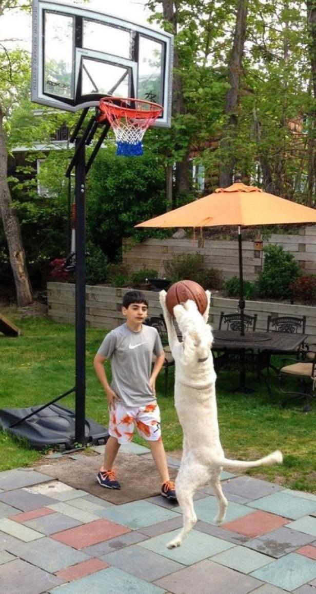 Ein Junge und ein Hund spielen zusammen Basketball im Garten.