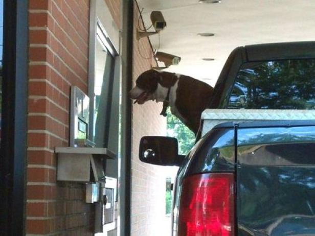 Ein Hund lehnt aus der Ladefläche eines Pickups an einem Drive-in-Schalter.