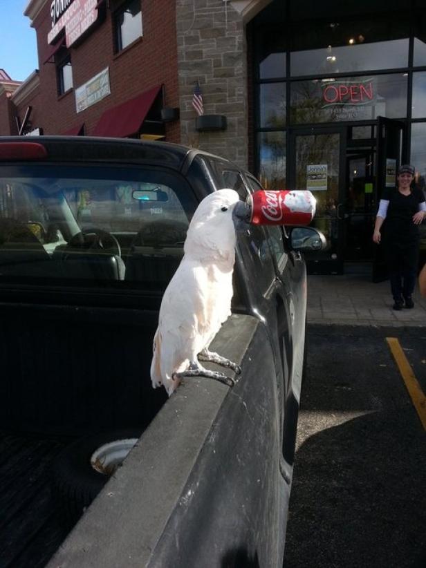 Ein Kakadu sitzt auf der Ladefläche eines schwarzen Pickups und hält eine Getränkedose im Schnabel.