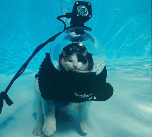 Eine Katze trägt unter Wasser einen Taucherhelm.