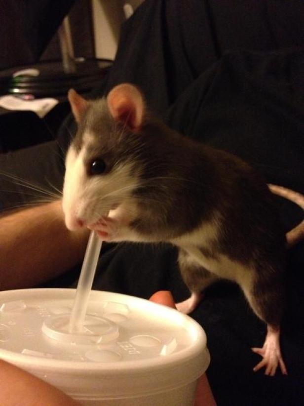 Eine Ratte trinkt mit einem Strohhalm aus einem Plastikbecher.