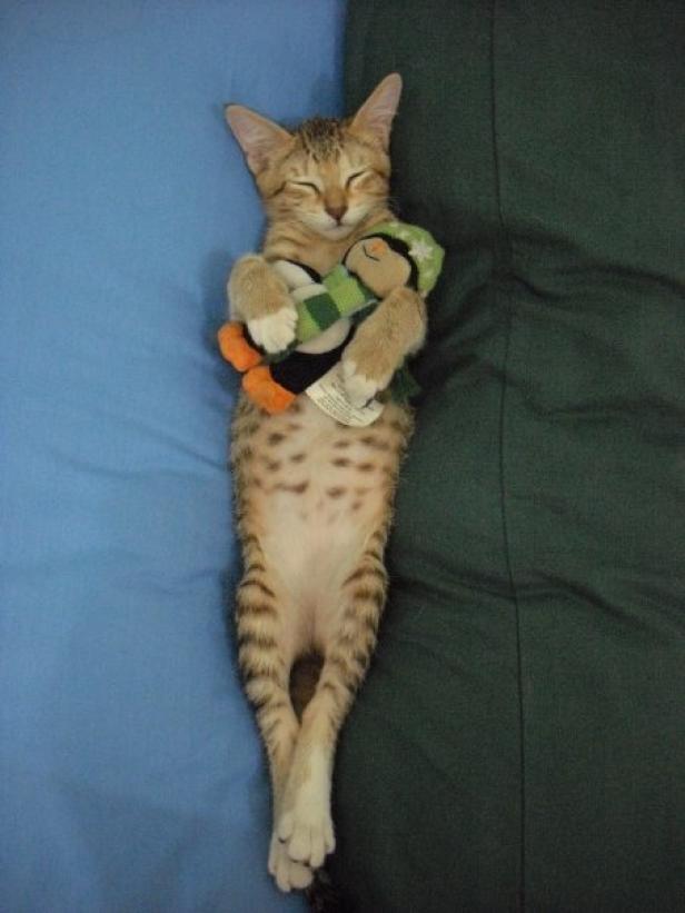 Eine getigerte Katze schläft und umarmt ein Stofftier.