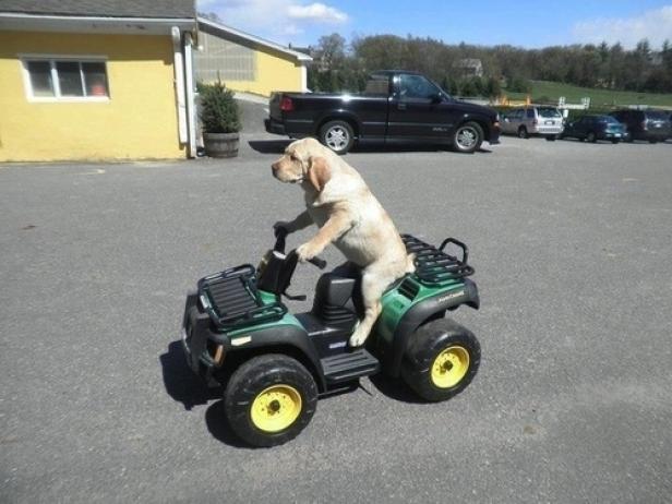 Ein Labrador sitzt auf einem grünen Quad mit gelben Reifen.
