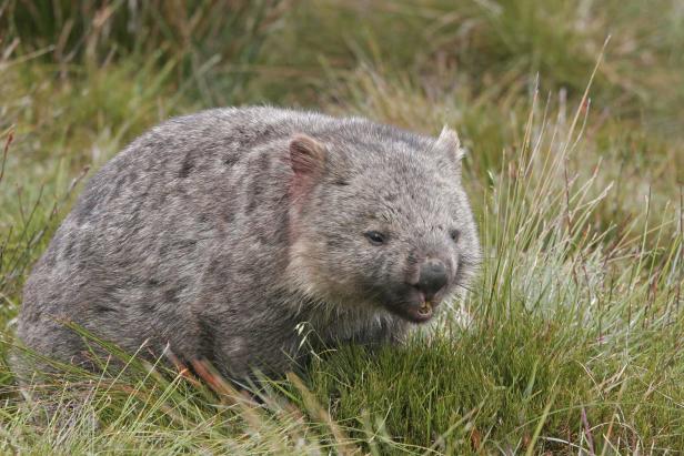 10 Gründe, warum Wombats großartig sind