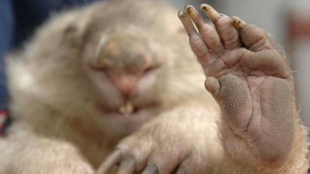 10 Gründe, warum Wombats großartig sind