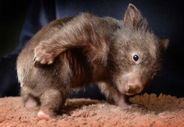 10 Gründe, warum Wombats großartig sind