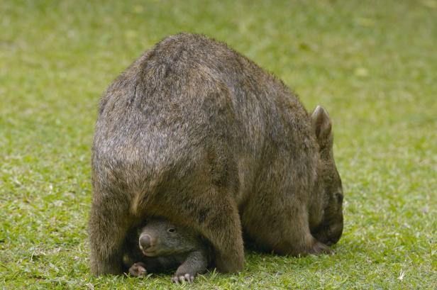 10 Gründe, warum Wombats großartig sind