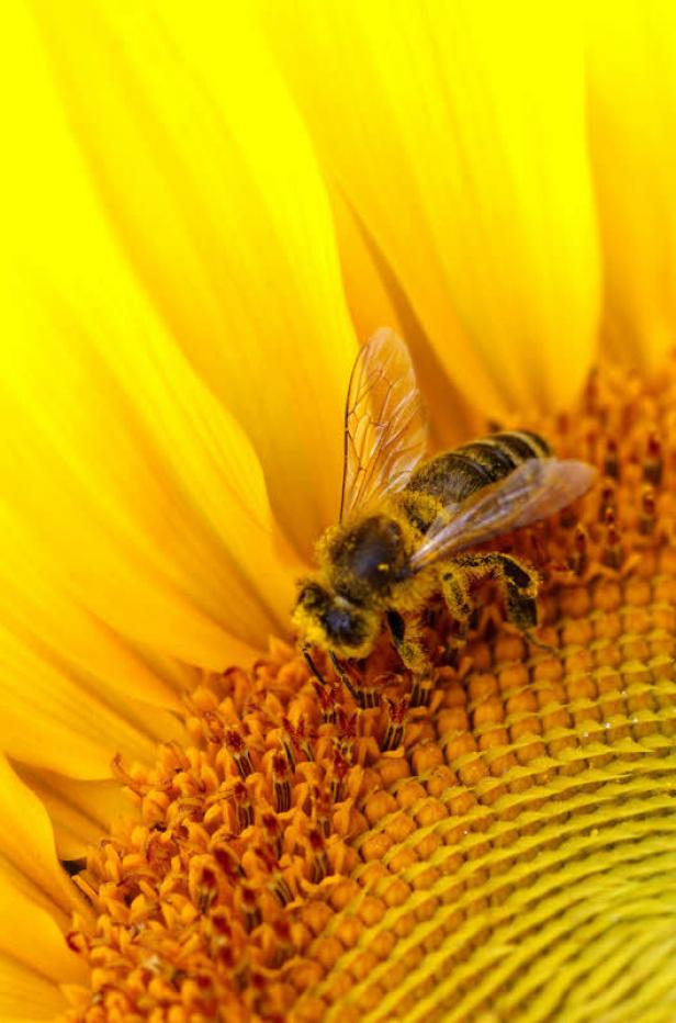 Eine Biene sammelt Nektar auf einer gelben Sonnenblume.