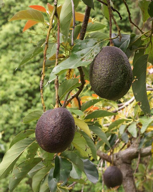 Avocado: Effektives Mittel gegen Leukämie