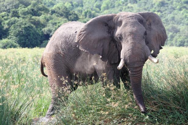 Ein Elefant steht im hohen Gras.