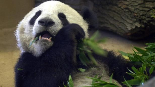 Schönbrunn: Panda-Papa Long Hui gestorben