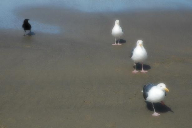 Drei Möwen und ein schwarzer Vogel stehen am Strand.