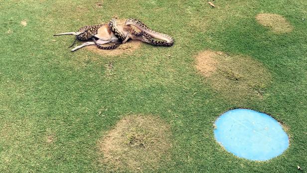 Python verschlingt Känguru auf Golfplatz in Australien