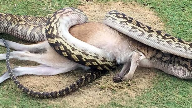 Python verschlingt Känguru auf Golfplatz in Australien